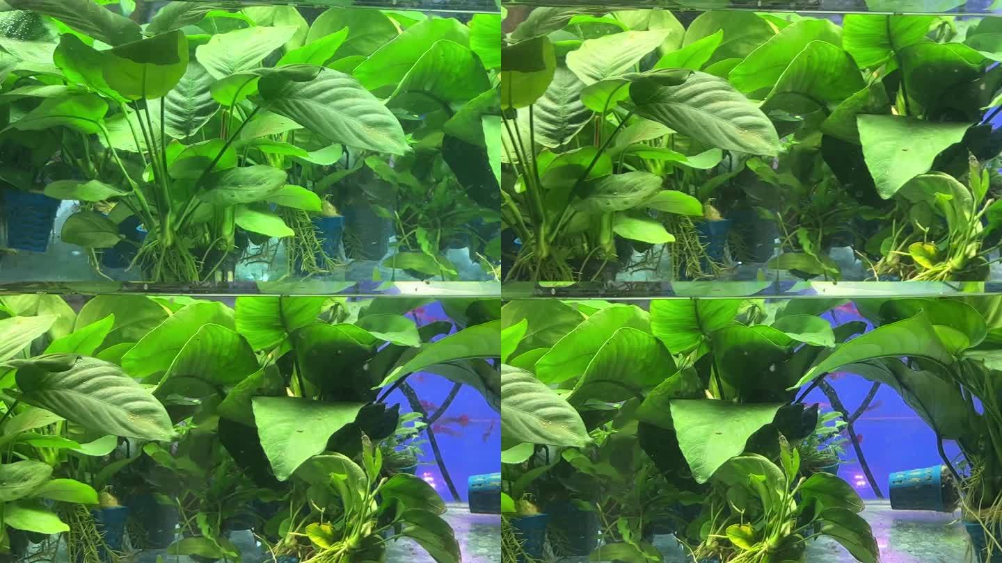 水草水下水族造景植物