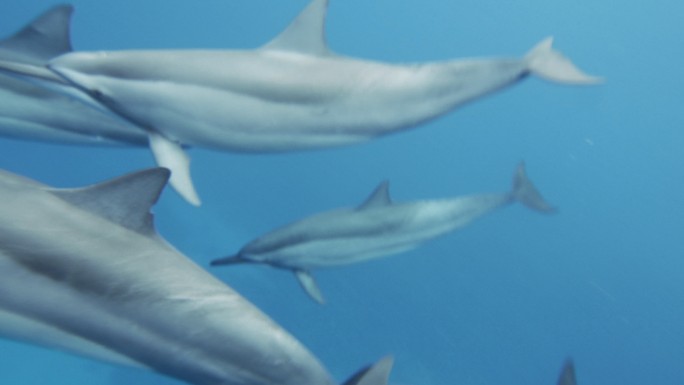 一群在海洋中游泳的海豚