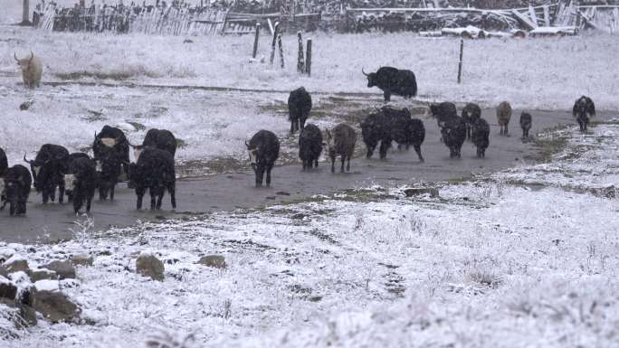 雪中前进的牦牛
