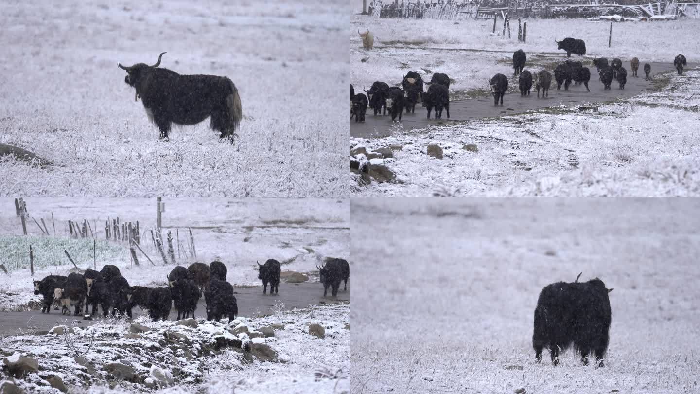 雪中前进的牦牛