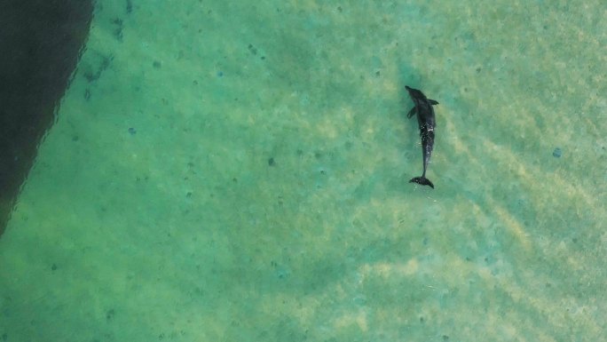 海豚在绿松石水中游泳的鸟瞰图