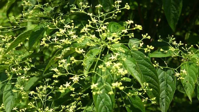 大青 大青叶 臭大青 植株 花