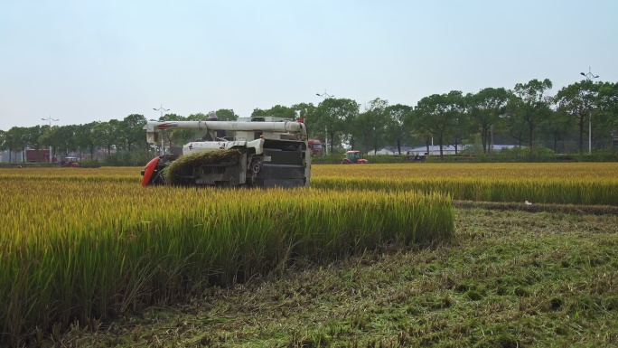 农名收割水稻拖拉机丰收稻田