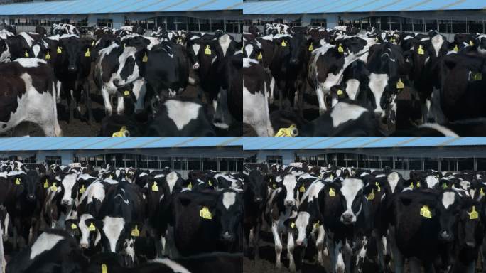 养殖场 规模 牛羊 养殖户 乐都区专题片