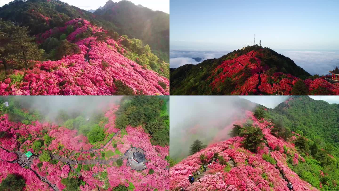 【新4K】杜鹃花映山红视频素材