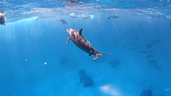与海豚一起潜水。水下风景