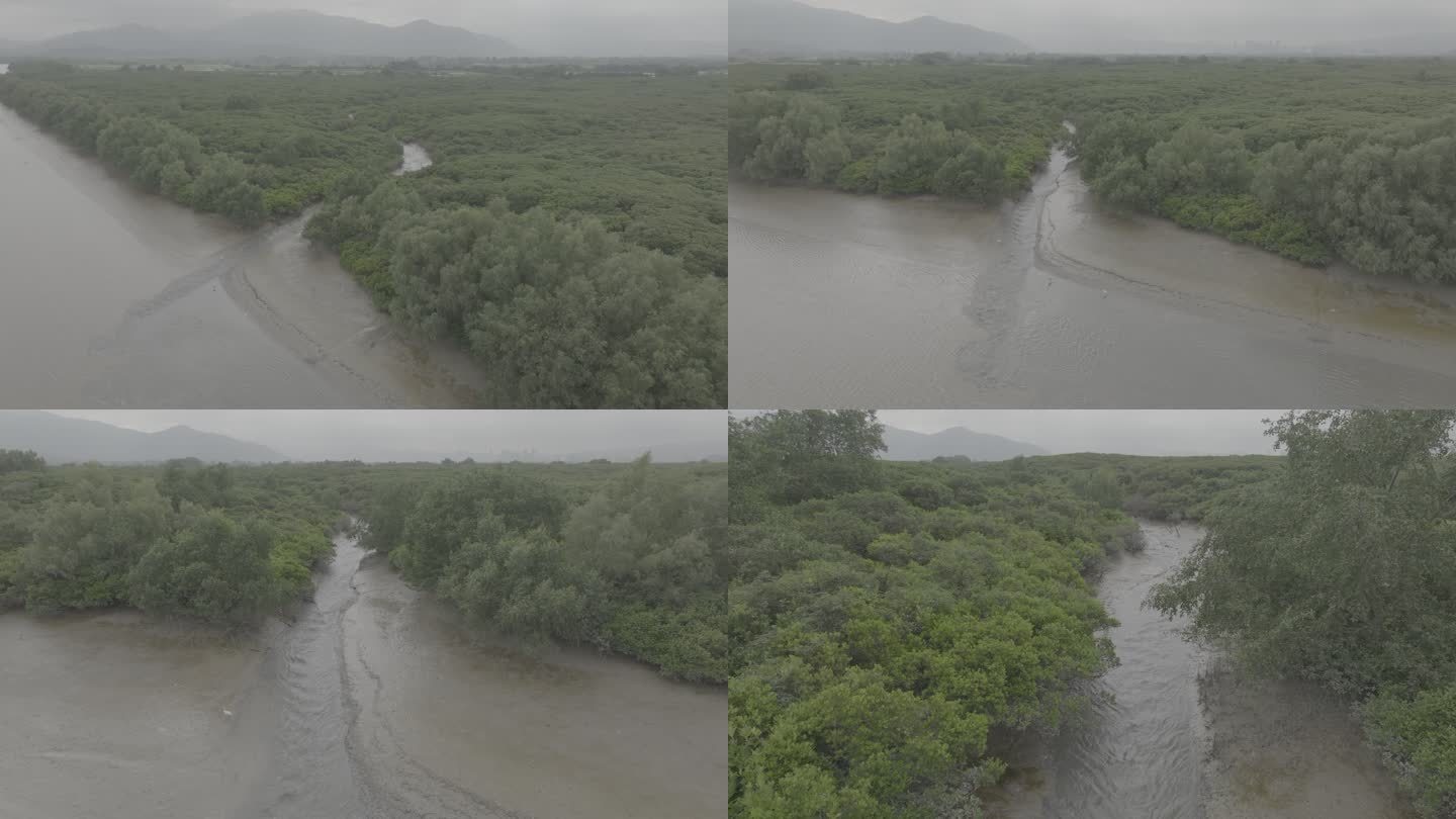 香港红树林栖息地航拍深圳河飞跃边境鸟类
