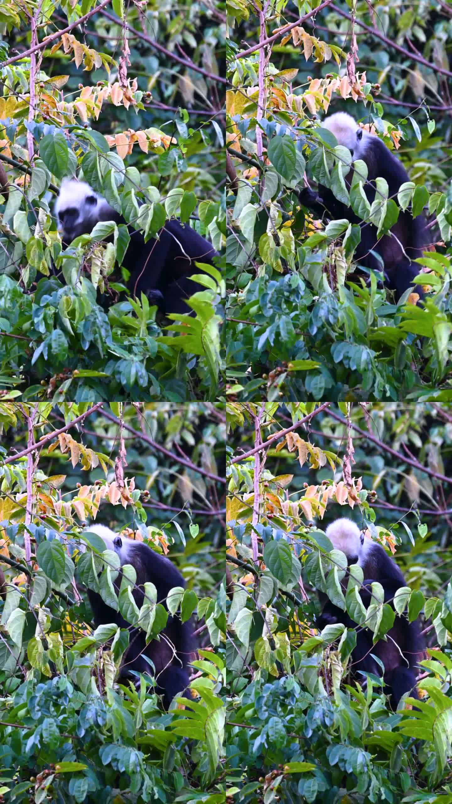 高清竖屏拍摄正在吃东西的白头叶猴