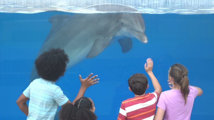 水族馆里的四个孩子在水下观赏海豚
