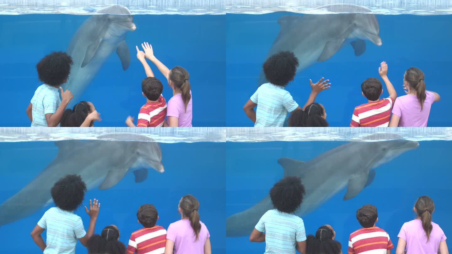 水族馆里的四个孩子在水下观赏海豚