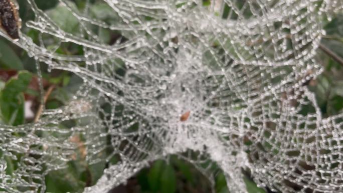 冬天寒潮冷空气蜘蛛网结冰冰冻零下寒冷