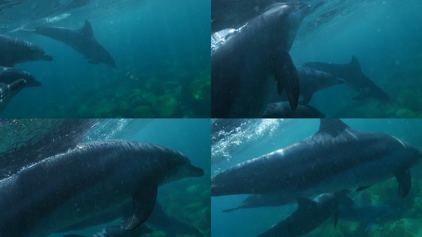 靠近印度太平洋瓶鼻海豚海底