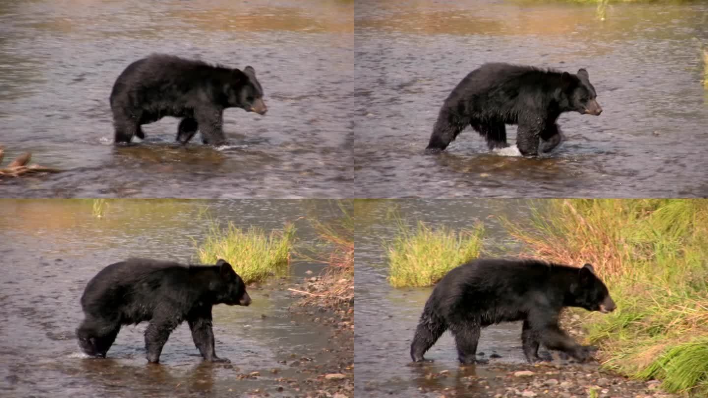 黑熊水生哺乳动物声音视频波浪-水