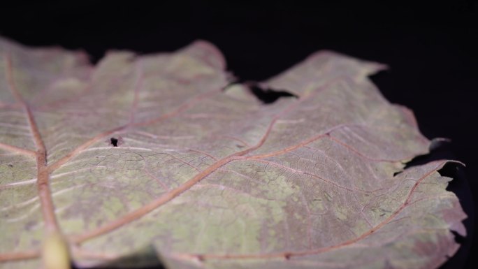 脉络叶脉茎叶树叶标本植物枯叶秋冬凋谢