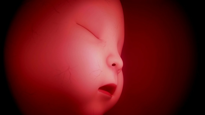 人类胎儿胚胎孕育生命胎儿发育成型脐带输送