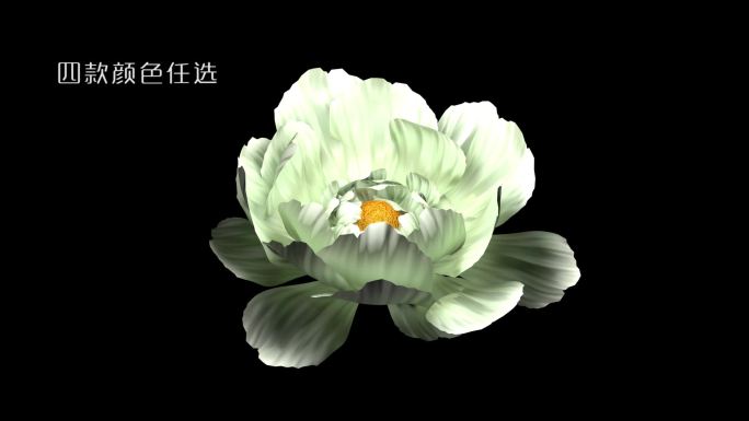 唯美牡丹花开C4D动画模型