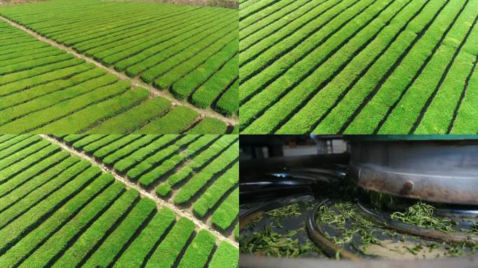 茶叶种植加工生产