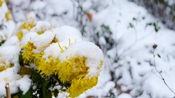 各种菊花、菊花雪景、白雪覆盖的菊花 02