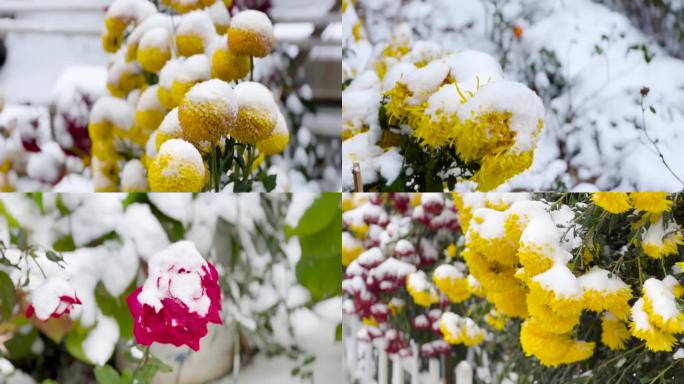 各种菊花、菊花雪景、白雪覆盖的菊花 02