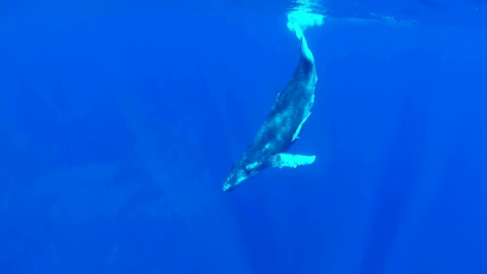 驼背鲸宝宝在水面游泳