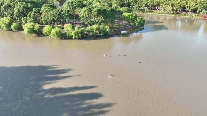 4K原素材-航拍上海野生动物园、水禽湖