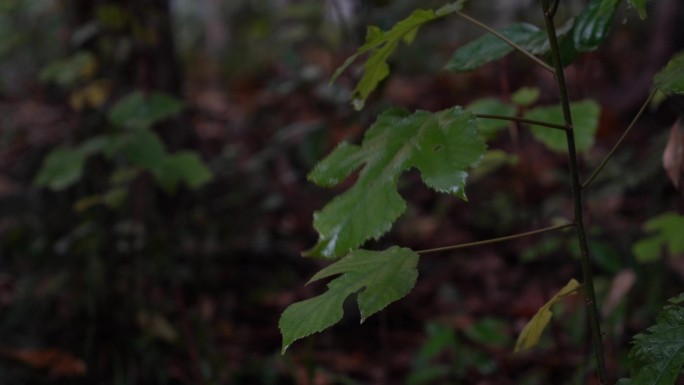 4K森林雨景-细雨中的植物枝叶随风摆动