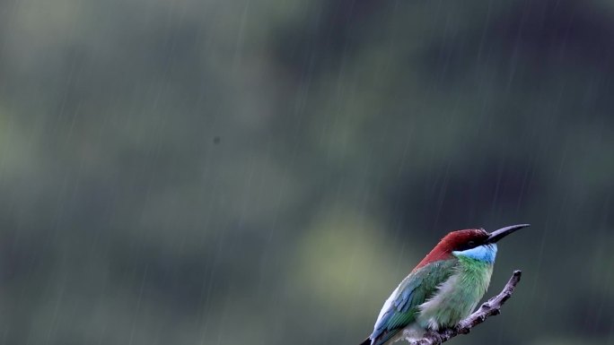 中国最美小鸟蓝喉蜂虎