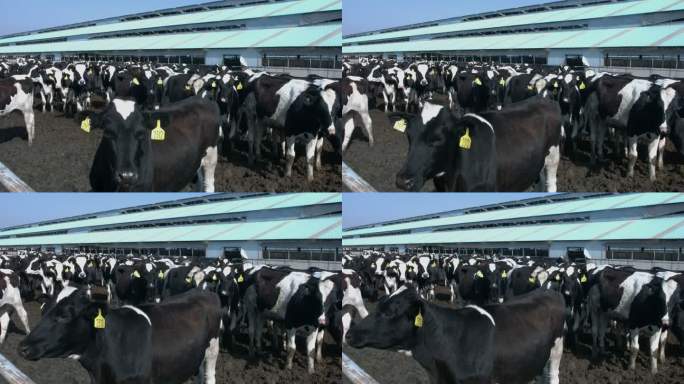 养殖场 规模 牛羊 养殖户 乐都区专题片