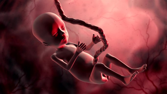 人类胎儿羊水3D动画婴儿3D动画生命降临