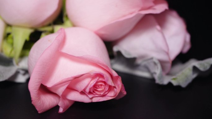 粉色玫瑰花鲜切花鲜花花卉花朵