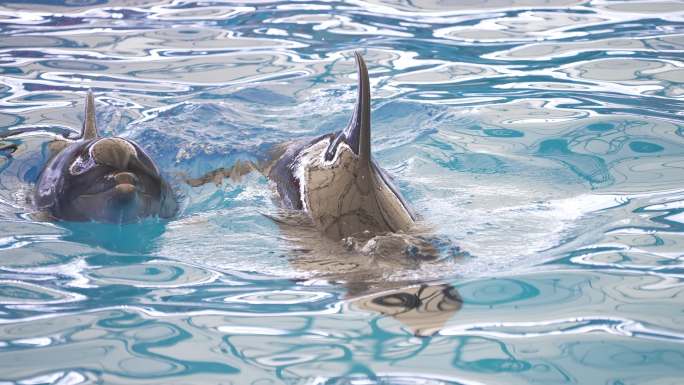 好奇的海豚浮出水面海洋馆