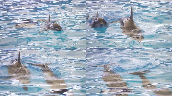 好奇的海豚浮出水面海洋馆