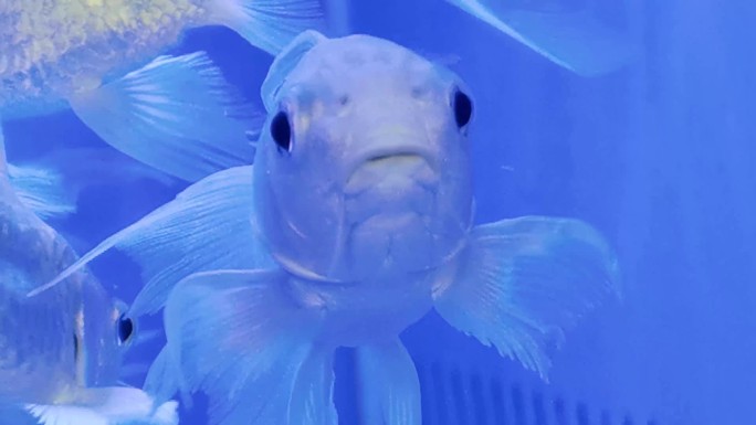 水族馆里游泳的银色热带鱼蝶鲤鱼群