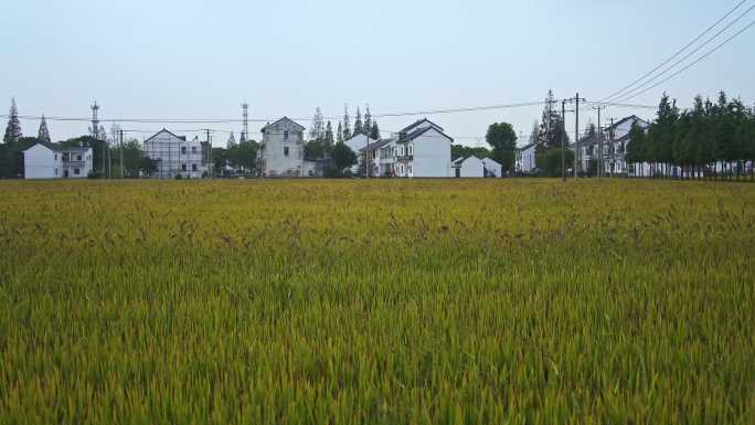 农村房屋边的大片稻田