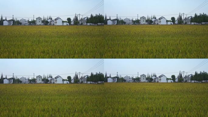 农村房屋边的大片稻田