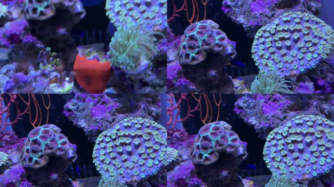海葵珊瑚海藻海缸水族深海生物
