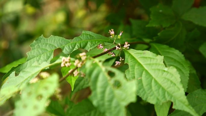 红紫珠 花 植株 叶 生境