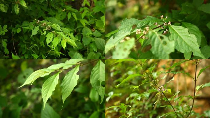 红紫珠 花 植株 叶 生境