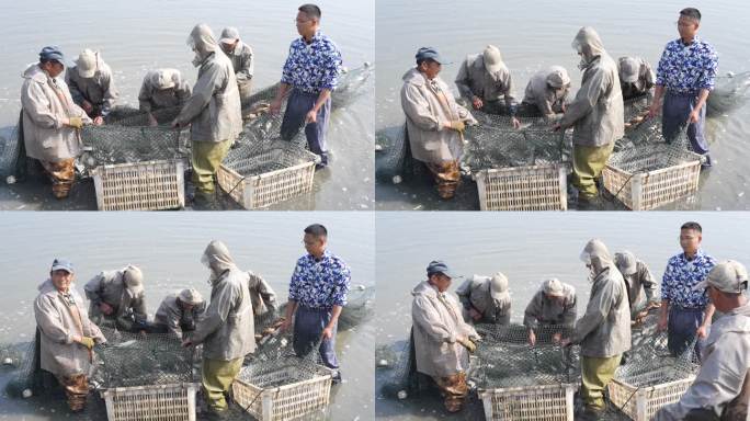 鱼贩 收鱼 鱼塘 养鱼 渔民 现场捞鱼