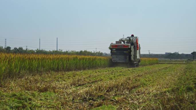 农名收割水稻拖拉机丰收稻田