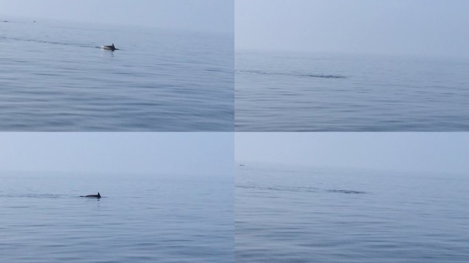 海豚在水中游泳的智能手机视频