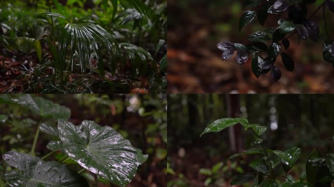 4K森林雨景-雨滴落在紫色植物枝叶上