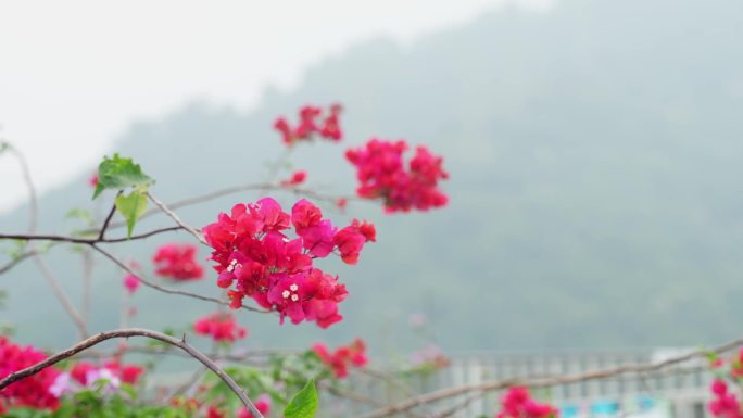 叶子花 三角花 勒杜鹃 贺春红