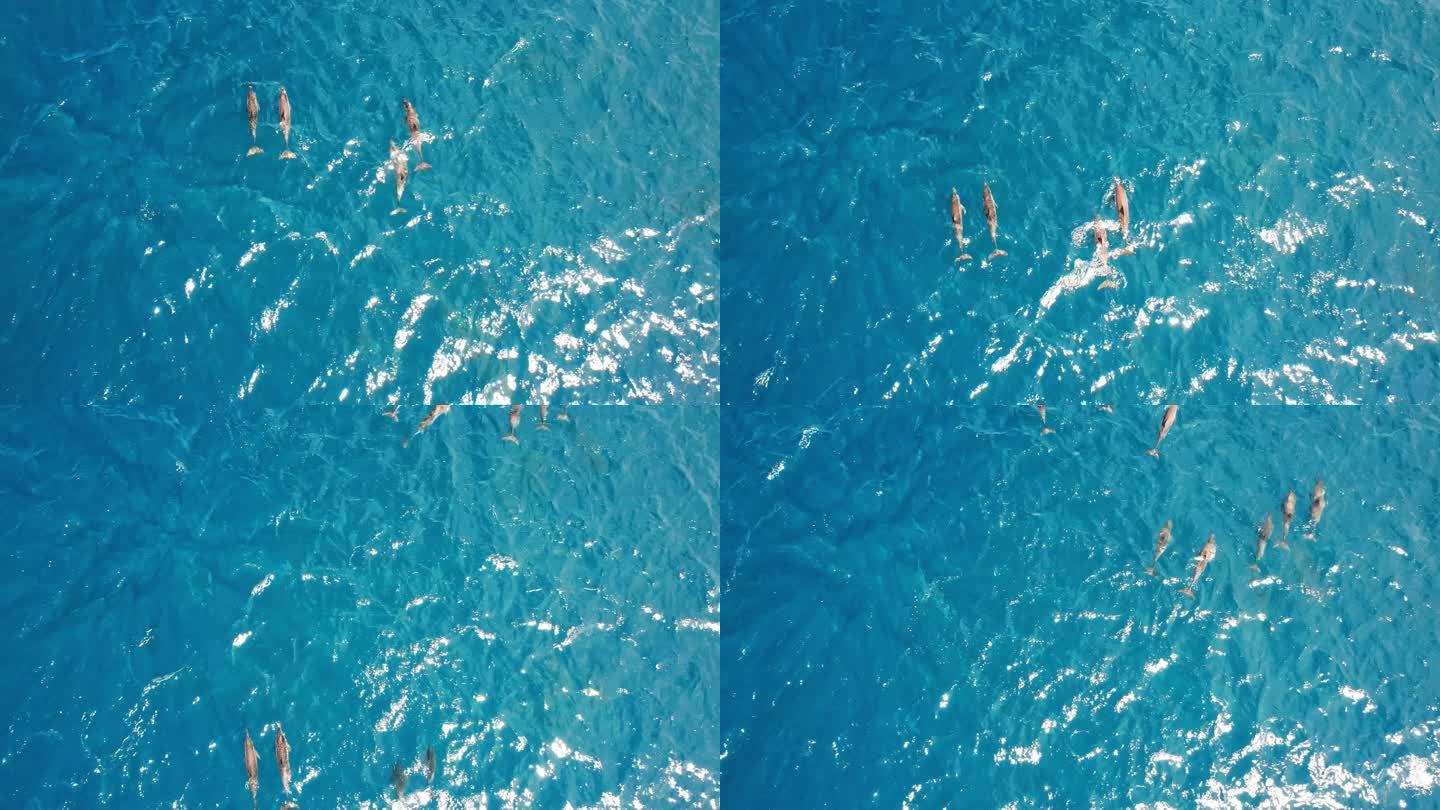 在印度洋游泳的海豚群的无人机视图