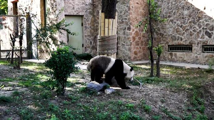 济南动物园熊猫馆大熊猫日常活动视频实拍