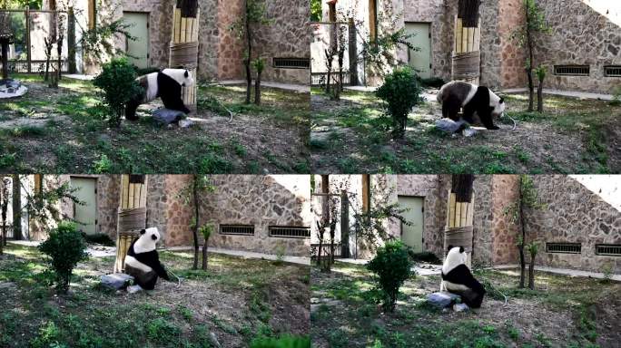 济南动物园熊猫馆大熊猫日常活动视频实拍