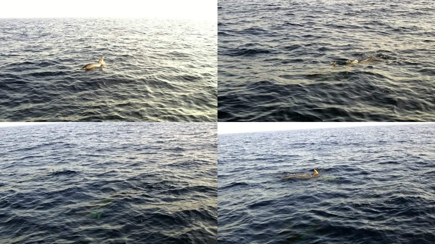 海豚浮出海面，实时