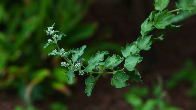 光果莸 花 叶 植株 生境