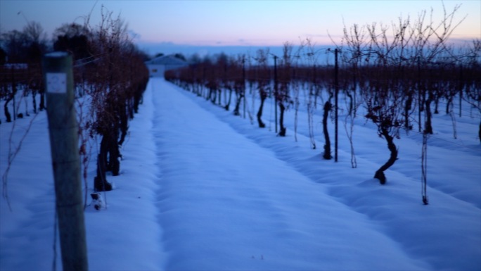 冬季红酒庄园 冰酒庄园葡萄架