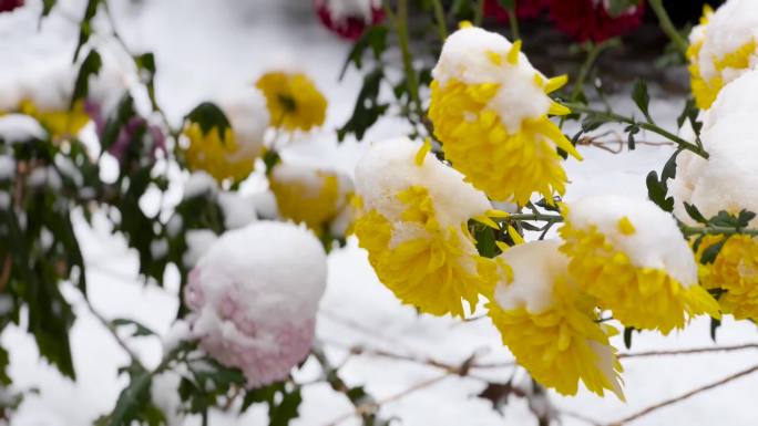 各种菊花、菊花雪景、白雪覆盖的菊花 01